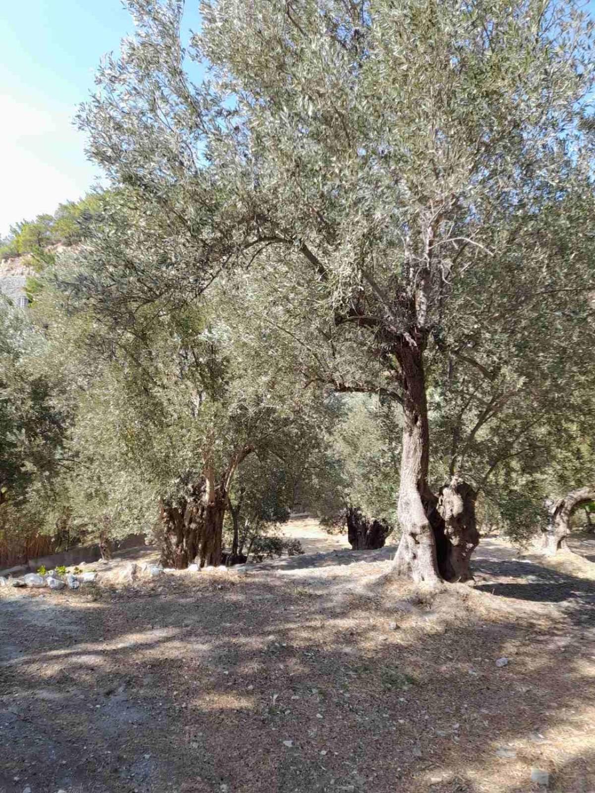 Δωμάτια Κόκκινος Πύργος Plomari Ngoại thất bức ảnh